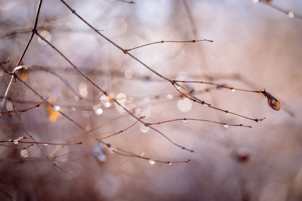 makrofotografia gałązek po deszczu