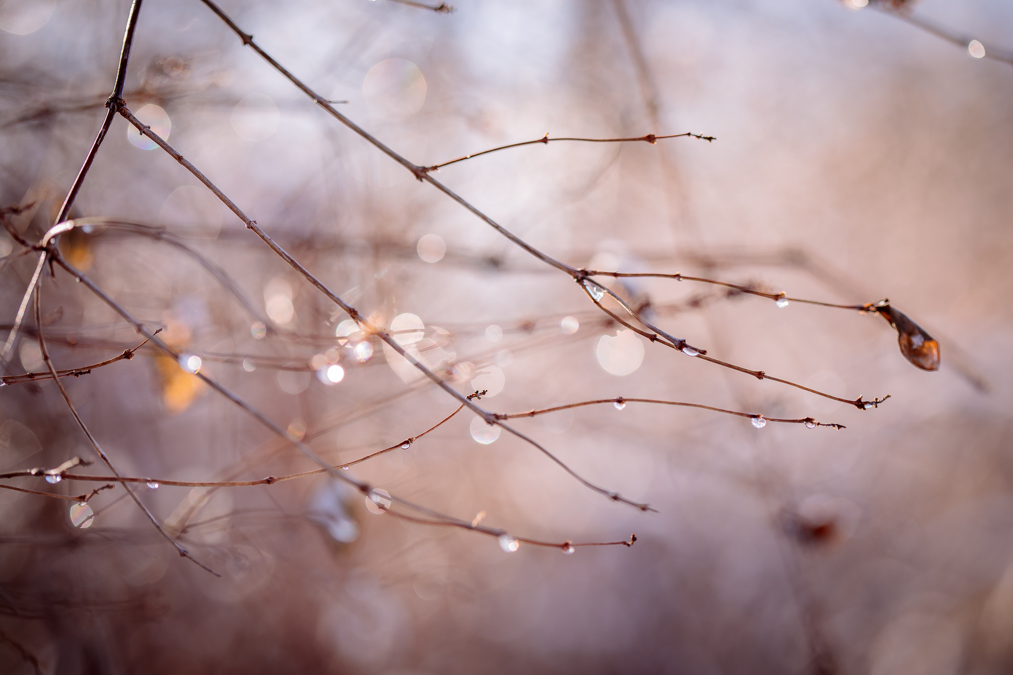 makrofotografia gałązek po deszczu