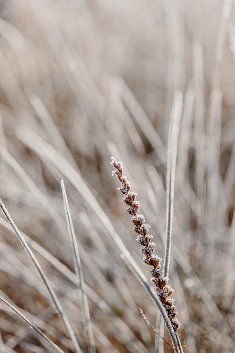 Wydruk fotografii boho - zamarznięta trawa w beżu
