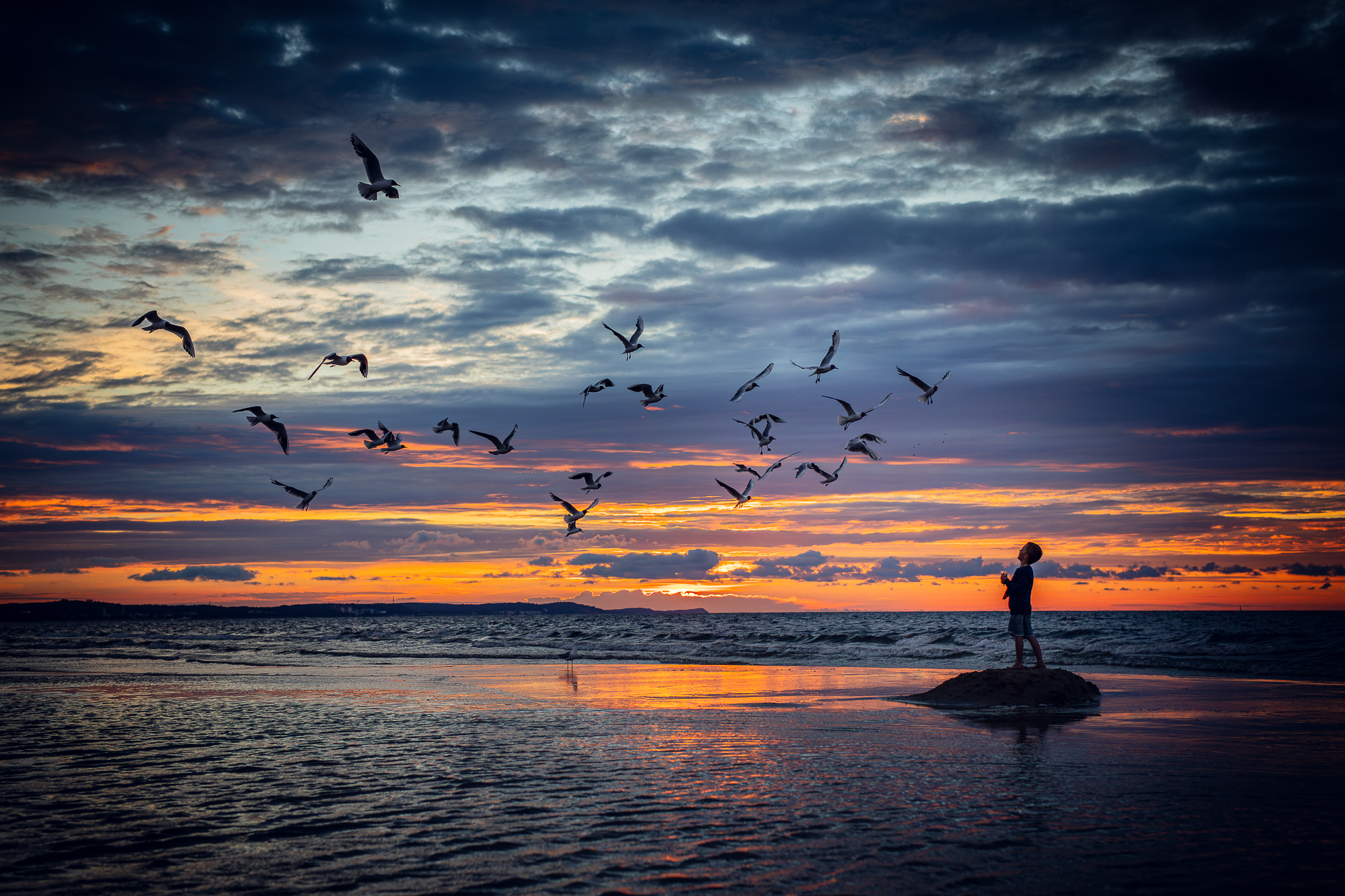 Fotografia krajobrazu - Mały Książę - chłopiec karmiący mewy na plaży w pełnym słońcu