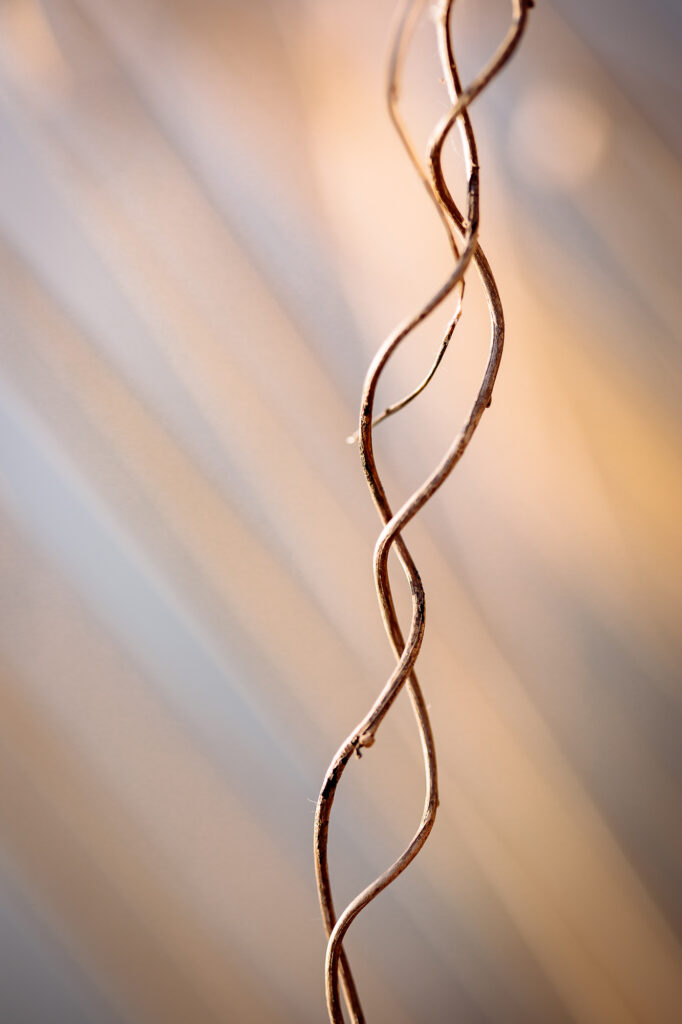 Nowoczesna fotografia przyrodnicza autorstwa Joanny Musiał-Janickiej - idealna do wnętrz skandynawskich i boho