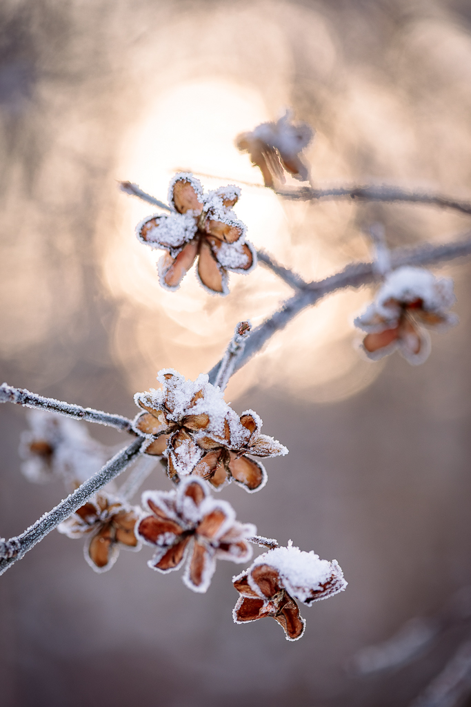 Fotografia makro kwiatów pokrytych szronem i śniegiem z promieniami światła prześwitującymi w tle
