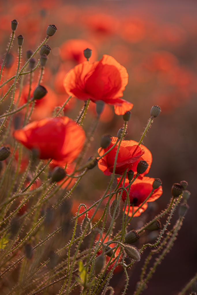 poppies photography Joanna Musiał-Janicka Art