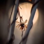 Nowoczesna fotografia Joanna Musiał-Janicka Art - mroczna nastrojowa makrofotografia, suszone gałęzie