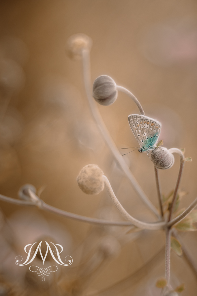 maki fotografia Joanna Musiał-Janicka Art