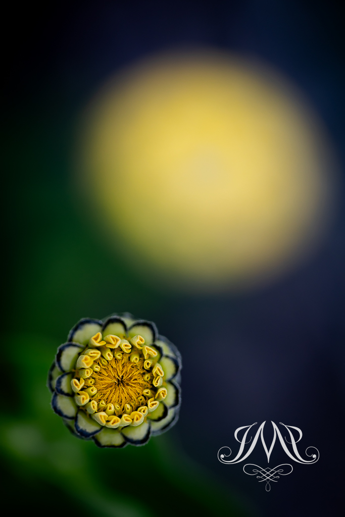 Artystyczna fotografia botaniczna - naturalna i elegancka grafika ścienna autorstwa Joanny Musiał-Janickiej. Fotografia uważności