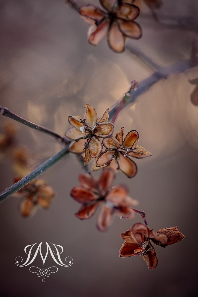 maki fotografia Joanna Musiał-Janicka Art