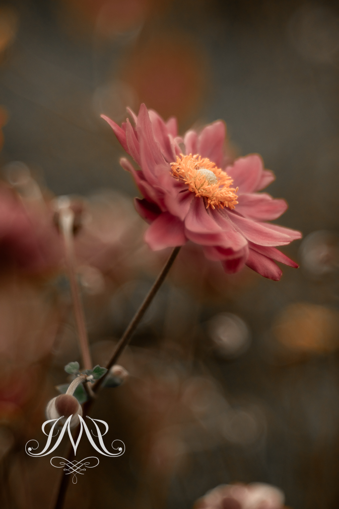 Tranquil fine art photography print by Joanna Musiał-Janicka – minimalist floral wall art for modern, cozy spaces.