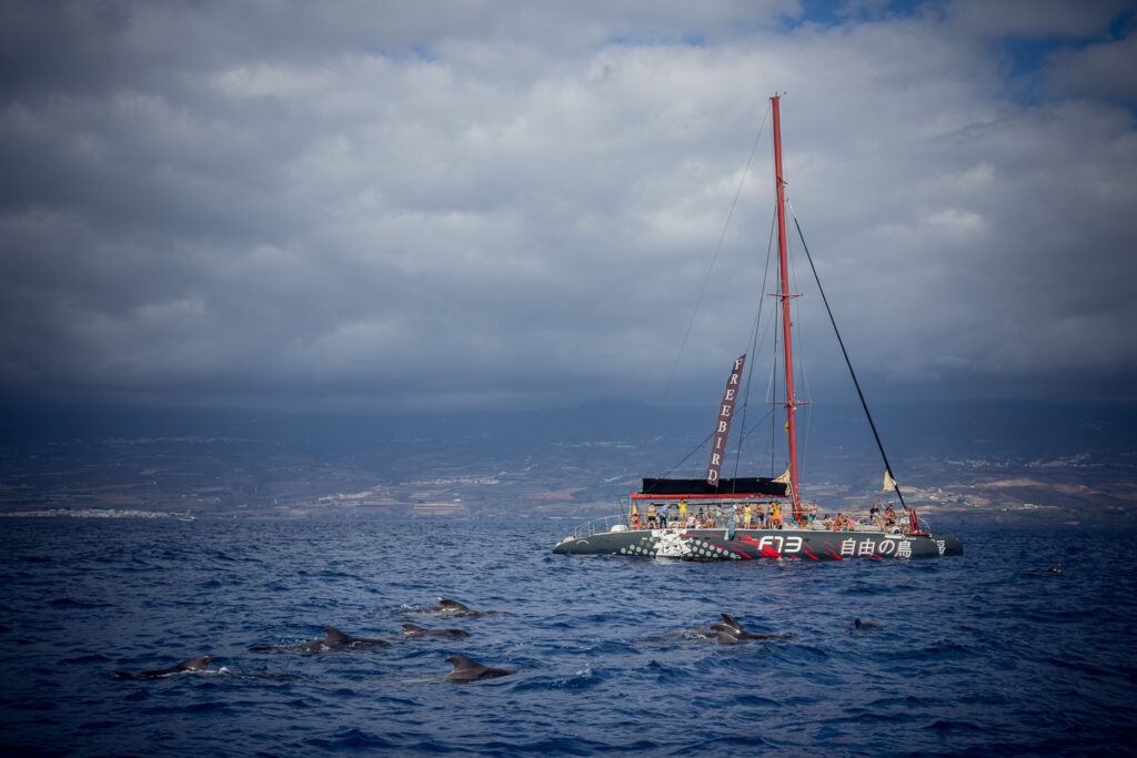 Stado delfinów, Teneryfa, prywatne archiwum fotograficzne autora