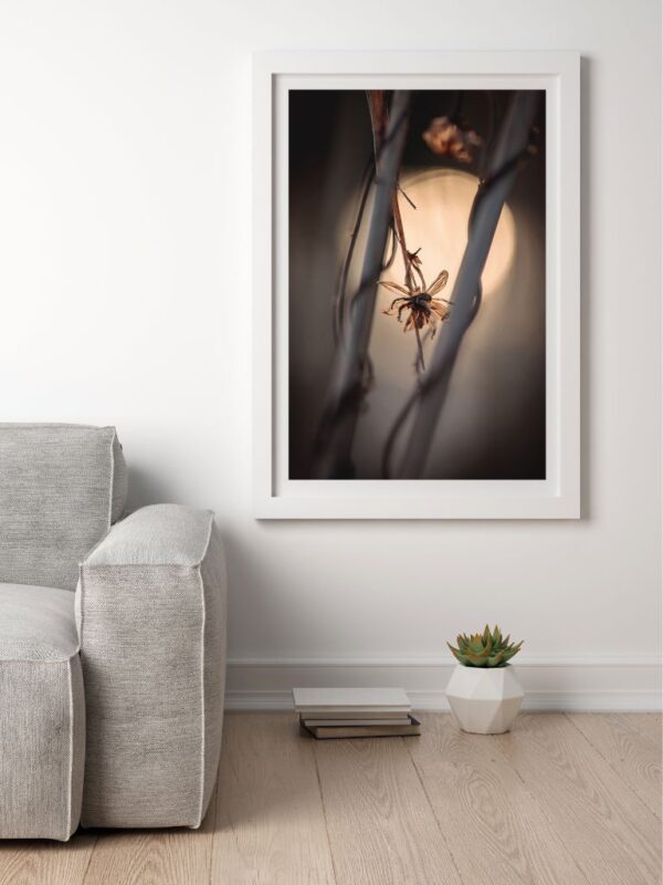 fine art macro abstract photography of dried flowers and branches, presentation in frame