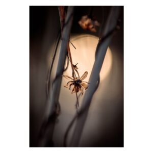 artystyczna fotografia makro abstrakcyjna suszonych kwiatów i gałęzi