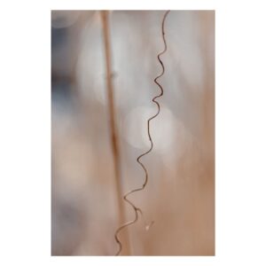 Delikatny beż nadziei - Fine Art Makrofotografia - gałęzie w beżowym naturalnym świetle