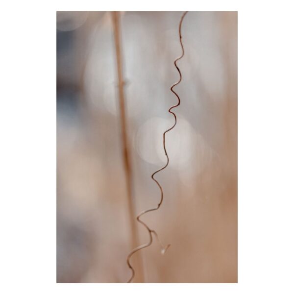 Delikatny beż nadziei - Fine Art Photoraphy -Joanna Musiał-Janicka musialjanicka.art Delikatny beż nadziei - Fine Art Makrofotografia - gałęzie w beżowym naturalnym świetle