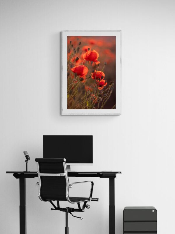 Elegant botanical photography of poppies, Joanna Musiał-Janicka TheLightful Poppies Joanna Musiał-Janicka's artistic portrayal of poppies, blending light and simplicity.