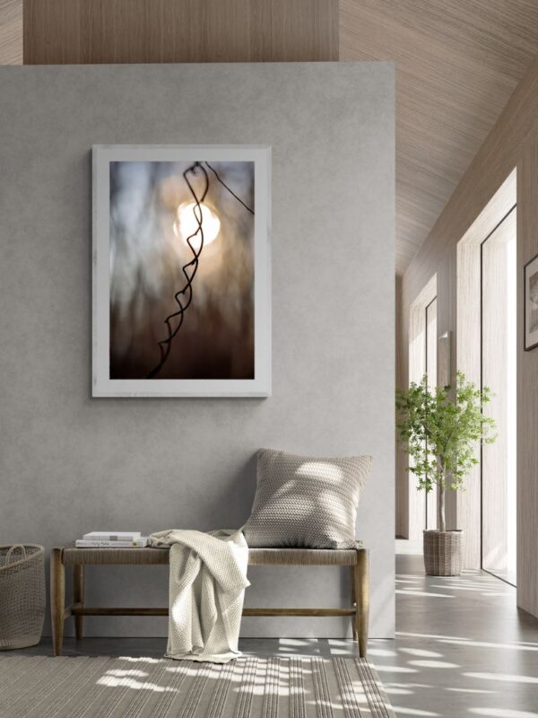 Guiding Light of Hope -Fine Art Photography - Joanna Musiał-Janicka, musialjanicka.art (2) Światło przewodnie nadziei - makrofotografia artystyczna - skręcona gałąź i światło z tyłu - Joanna Musiał-Janicka art.