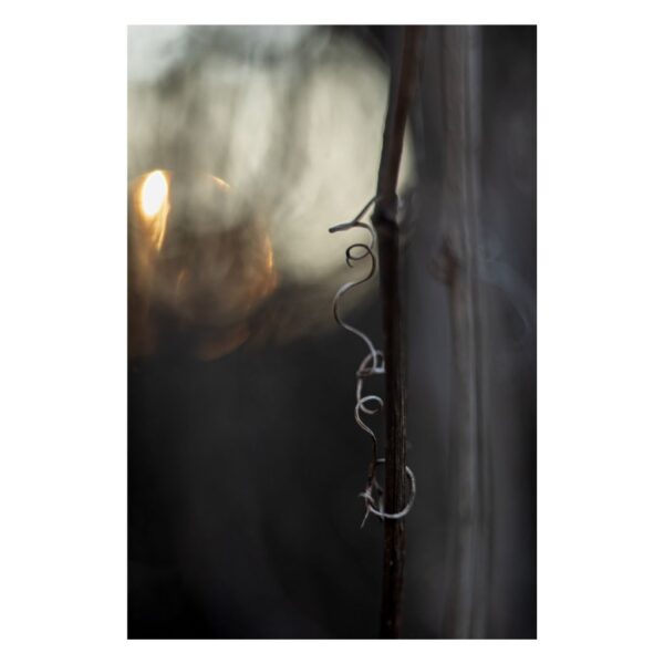 lekki uścisk nadziei - kolekcjonerska limitowana edycja fotografii Joanny Musiał-Janickiej