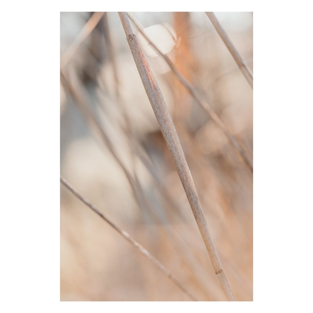 TheLightFul Blossom - minimalistyczna fotografia kwiatów w świetle słonecznym, oprawiona grafika na płótnie, fotografia artystyczna autorstwa Joanny Musiał-Janickiej