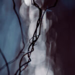 Abstrakcyjna makrofotografia w odcieniach granatu - botaniczne, poskręcane gałęzie