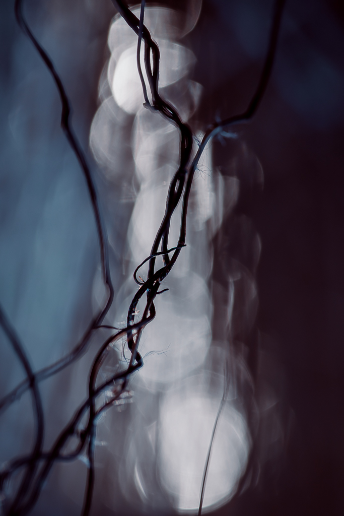 Abstrakcyjna fotografia makro w odcieniach granatu - botaniczne, poskręcane gałęzie. Fotografia uważności