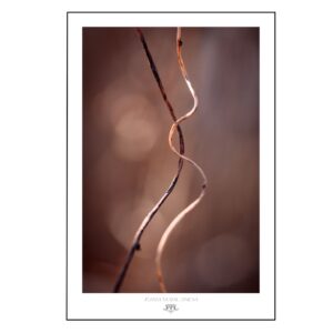 Luksusowa grafika natury autorstwa Joanny Musiał-Janickiej - pogodna i stylowa dekoracja ścienna do eleganckich, nowoczesnych przestrzeni.