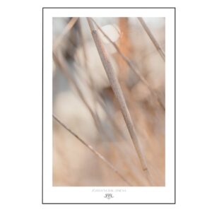 Plakat Płótno Breeze of Hope, beżowe ciepłe abstrakcyjne formy