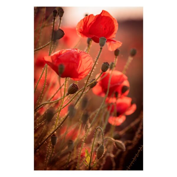 TheLightFul Poppies by Joanna Musiał-Janicka – musialjanicka.art (5) Close-up of vibrant red poppies captured in fine art photography by Joanna Musiał-Janicka.