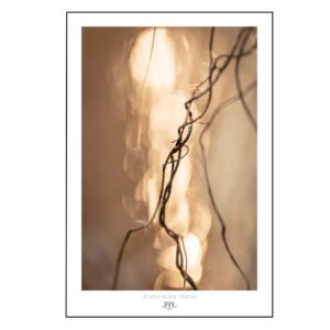 Minimalistyczny plakat fotograficzny ze złotymi tonami i białym obramowaniem - "Złote światło nadziei" autorstwa Joanny Musiał-Janickiej