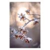 The photograph "Mindfulness in Winter" showing dry flowers covered in snow, in warm beige and brown tones, symbolizing harmony and the tranquility of nature.