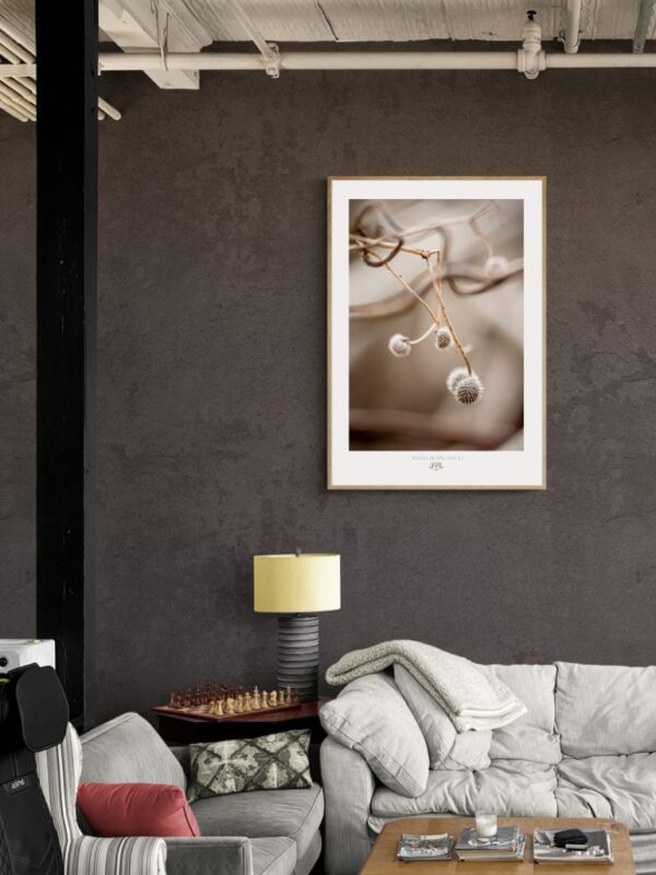 Minimalist fine art photograph of a delicate branch with round seed pods in soft beige tones.