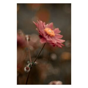 TheLightFul Blossom - fotografia autorstwa Joanny Musiał-Janickiej przedstawiająca pojedynczy, delikatny różowy kwiat zawilca na stonowanym szaro-brązowym tle, uchwycony w minimalistycznej i spokojnej kompozycji.