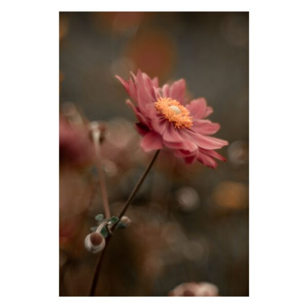 TheLightFul Blossom – a fine art photograph by Joanna Musiał-Janicka featuring a single soft pink anemone flower on a muted gray-brown background, captured in a minimalist and serene composition