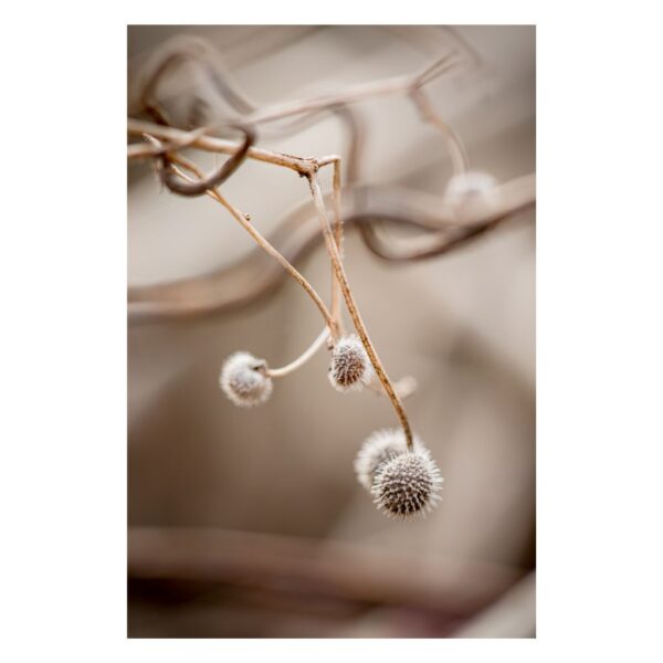 TheLightFul Seed, Joanna Musiał-Janicka musialjanicka.art (5) Delicate branch with round seed pods in beige tones – fine art photography by Joanna Musiał-Janicka.