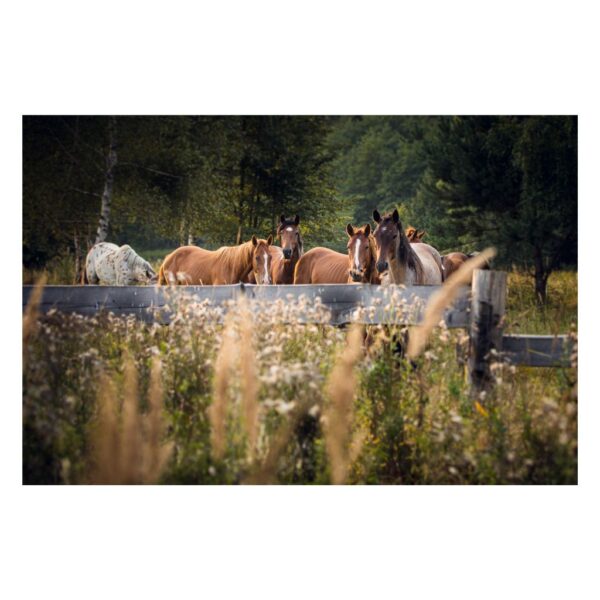 Grupa koni stojących spokojnie na otwartym polu z trawami na pierwszym planie, fotografia artystyczna w stonowanych zieleniach i brązach.