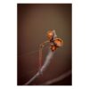 Close-up fine art photograph of a single delicate flower in warm sunlight with two thin spider silk lines, on a soft brown background, by Joanna Musial-Janicka, mindful botanical photography.
