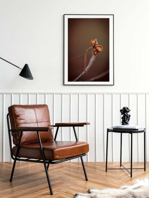 Mindful art photograph of a fragile flower connected with two lines of spider silk, warm earthy tones, fine art photography for nature lovers.