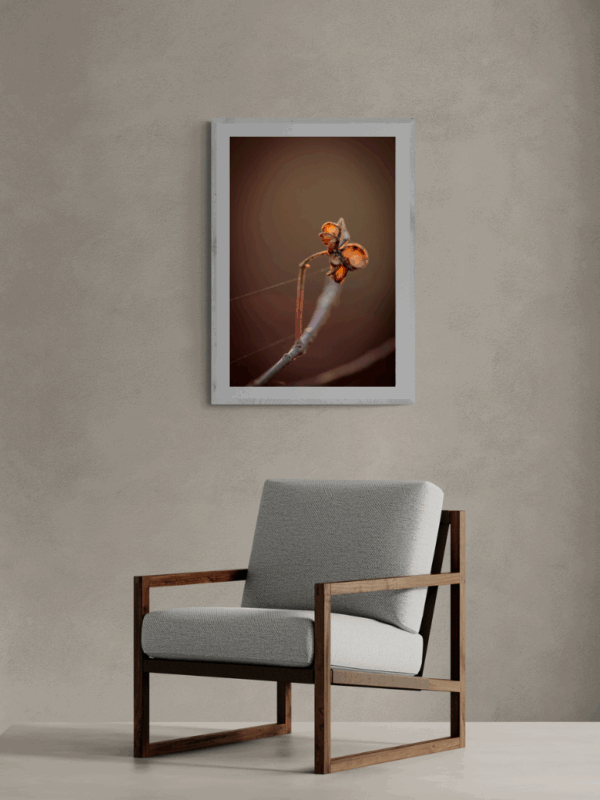 Delicate flower in sunlight with two spider silk threads, captured in a fine art minimalist photograph by Joanna Musial-Janicka, perfect for slow living spaces.