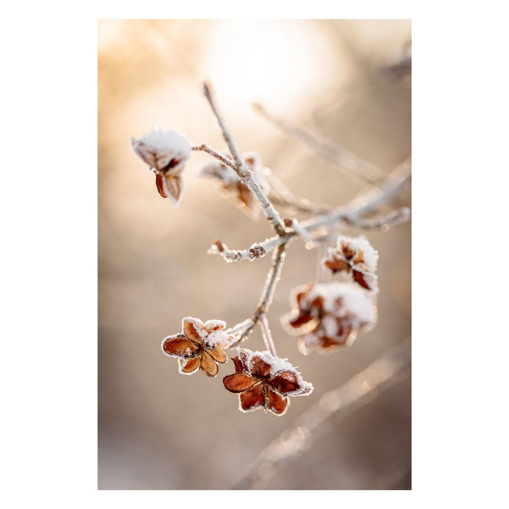 Mindfulness in Beige - delikatna fotografia suszonych traw, oprawiona grafika ścienna na płótnie autorstwa Joanny Musiał-Janickiej