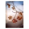 Mindfulness in Blue-Joanna Musiał-Janicka musialjanicka.art Delicate dry blossoms against a soft blue sky, “Mindfulness in Blue” fine art photograph by Joanna Musiał-Janicka, slow living art.
