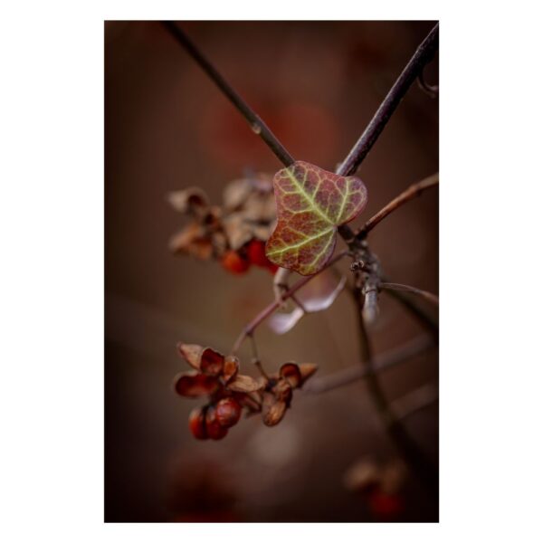 Mindfulness in Ivy - fotografia artystyczna autorstwa Joanny Musiał-Janickiej. Uważne dzieło sztuki wnoszące do przestrzeni spokój, ciepło i ponadczasową elegancję.