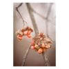 Limitowana edycja fotografii artystycznej mglistego poranka w parku z delikatną gałązką i pomarańczowymi jagodami, minimalistyczna fotografia botaniczna do świadomych wnętrz.