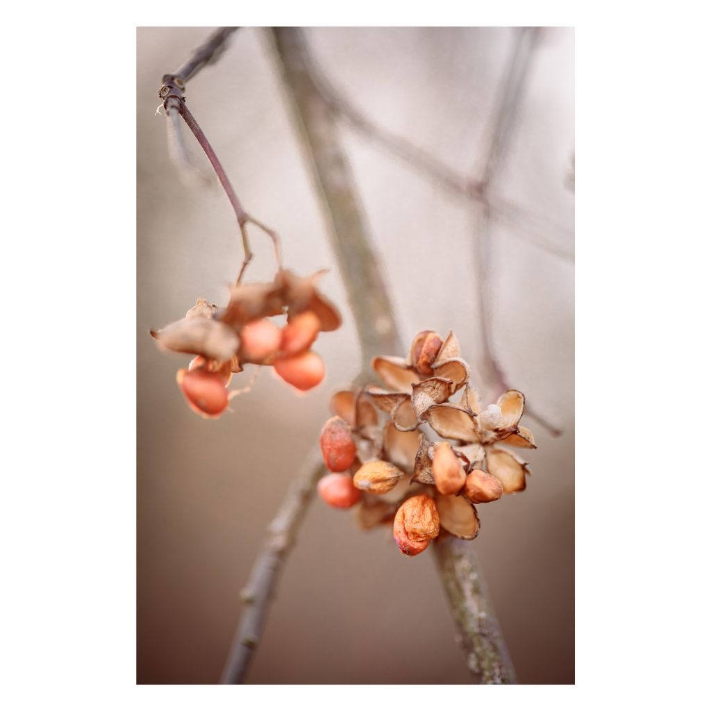 Limitowana edycja fotografii artystycznej mglistego poranka w parku z delikatną gałązką i pomarańczowymi jagodami, minimalistyczna fotografia botaniczna do świadomych wnętrz.