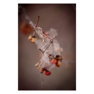 Półprzezroczysty, suszony płatek hortensji delikatnie spoczywający na żywych pomarańczowych owocach - artystyczna fotografia botaniczna uchwyciła nieoczekiwaną harmonię w naturze. Zdjęcie Joanna Musiał-Janicka