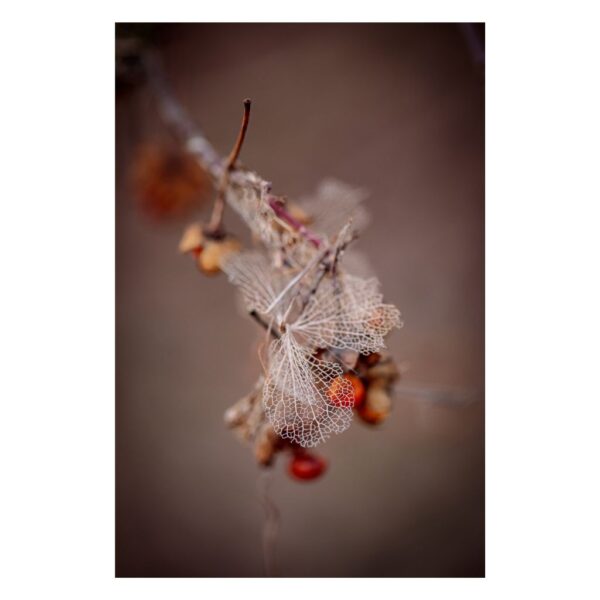 Półprzezroczysty, suszony płatek hortensji delikatnie spoczywający na żywych pomarańczowych owocach - artystyczna fotografia botaniczna uchwyciła nieoczekiwaną harmonię w naturze. Zdjęcie Joanna Musiał-Janicka