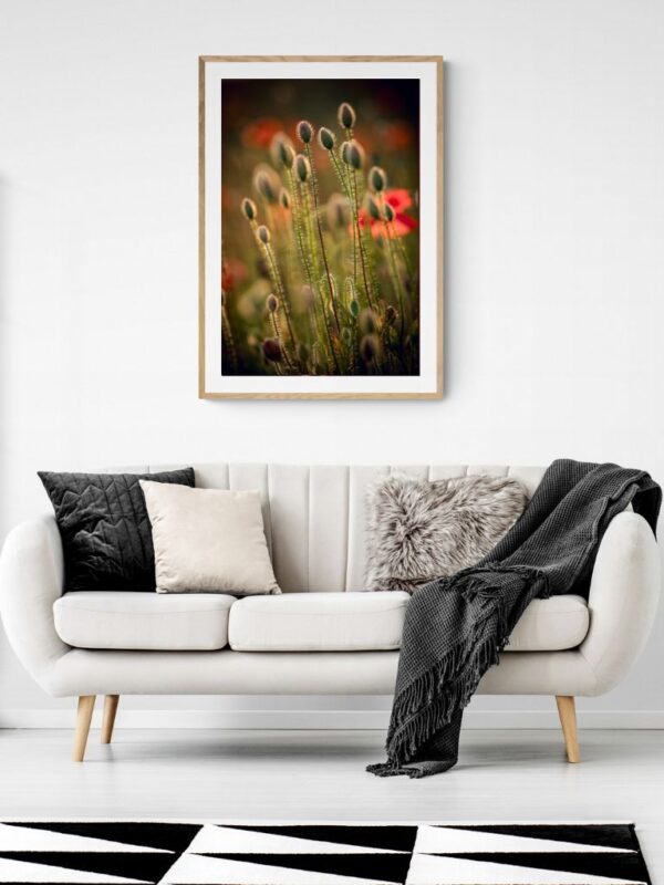 TheLightFul Oczekiwanie-Fine Art Fotografia - Joanna Musiał-Janicka, musialjanicka.art (19) Fotografia pąków maku w delikatnym świetle wschodzącego słońca, symbolizująca ciche oczekiwanie i obietnicę nowych początków.