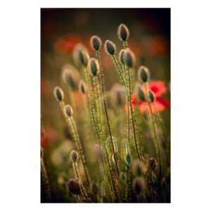 Skupisko zamkniętych pąków maku delikatnie oświetlonych porannym światłem, uchwycone na fotografii artystycznej, ukazującej ciche piękno oczekiwania.