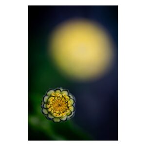 Minimalistyczna fotografia żółtych kwiatów autorstwa Joanny Musiał-Janickiej - dwie żółte kropki na zielono-niebieskim tle