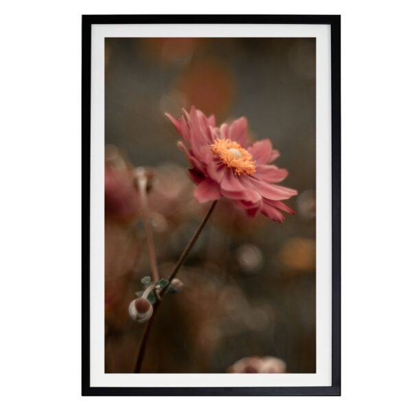 TheLightFul Blossom - minimalistyczna fotografia kwiatów w świetle słonecznym, oprawiona grafika na płótnie, fotografia artystyczna autorstwa Joanny Musiał-Janickiej