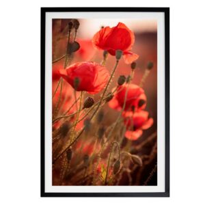Oprawiony wydruk na płótnie czerwonych maków w delikatnym porannym świetle, fotografia botaniczna autorstwa Joanny Musiał-Janickiej