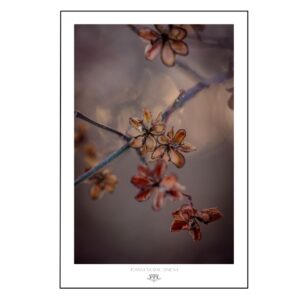 Plakat "Mindfulness in Autumn" - suszone kwiaty w ciepłych brązach i beżach, spokojna fotografia inspirowana naturą autorstwa Joanny Musiał-Janickiej