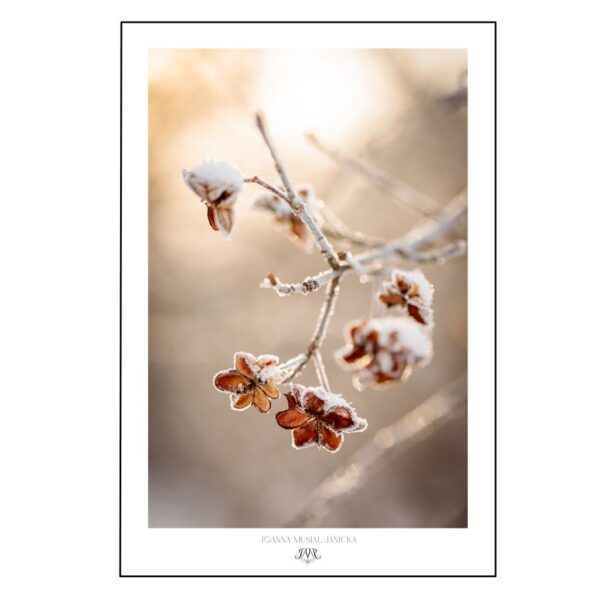Mindfulness in Beige poster –Joanna Musiał-Janicka musialjanicka.art (8) Mindfulness in Beige poster – delicate dry grasses in warm beige tones, soft natural light, nature-inspired photography by Joanna Musiał-Janicka